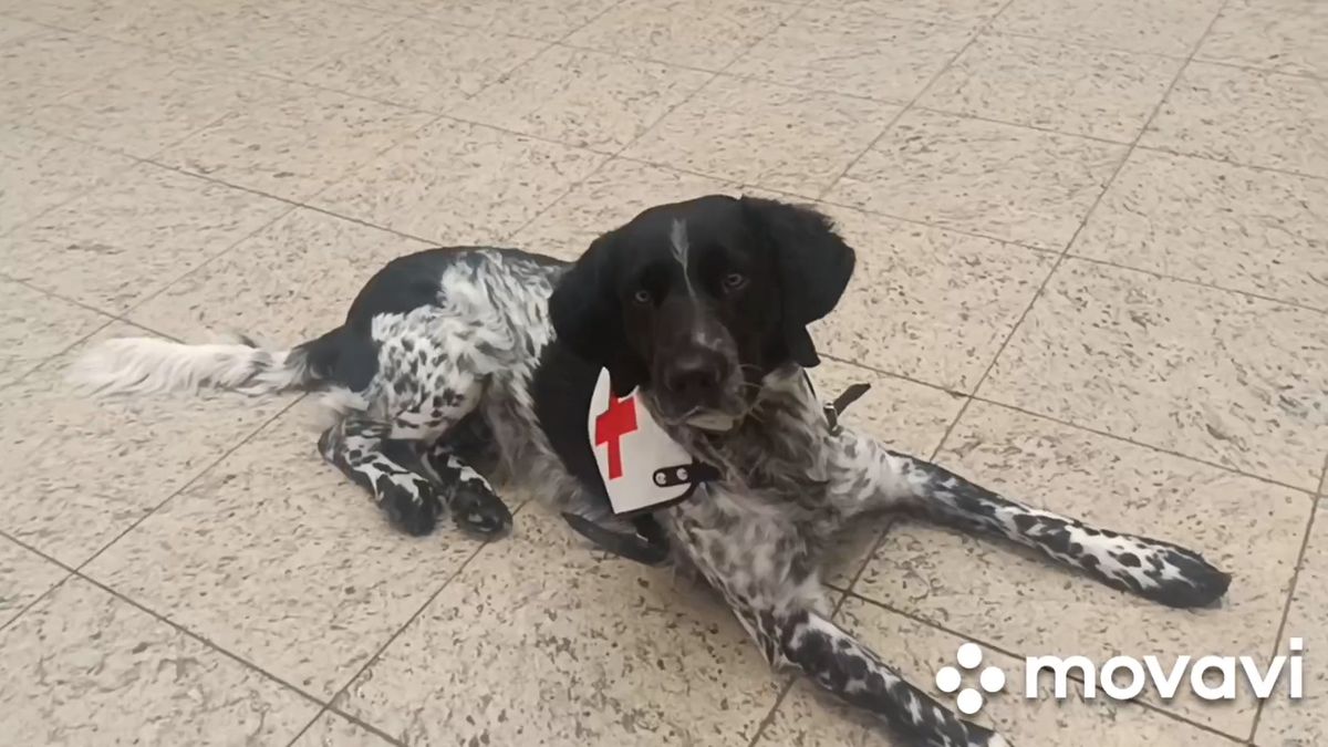 Pes ležící uprostřed nákupního centra v Brně překvapil kolemjdoucí, video má tisíce zhlédnutí